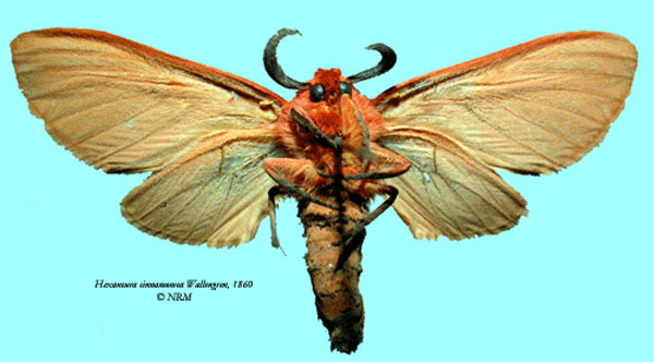 /filer/webapps/moths/media/images/C/cinnamomea_Metarctia_HT_SNHM_02.jpg