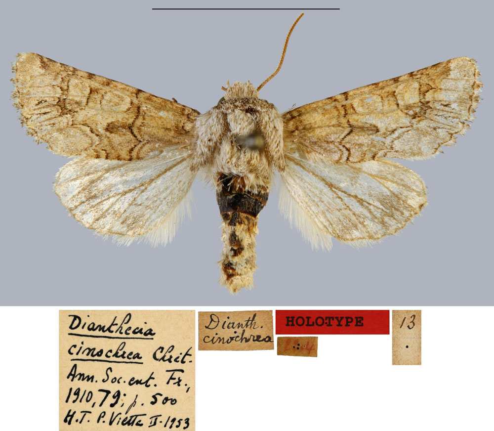 /filer/webapps/moths/media/images/C/cinochrea_Dianthoecia_HT_MNHN.jpg