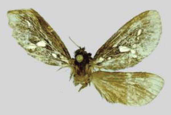 /filer/webapps/moths/media/images/C/cipollai_Eudalaca_HT_RMNH.jpg