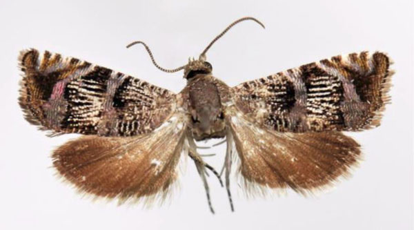 /filer/webapps/moths/media/images/C/cipollana_Coccothera_HT_ZMUC.jpg