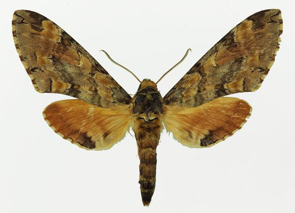 /filer/webapps/moths/media/images/C/circe_Callosphingia_AF_Basquin.jpg