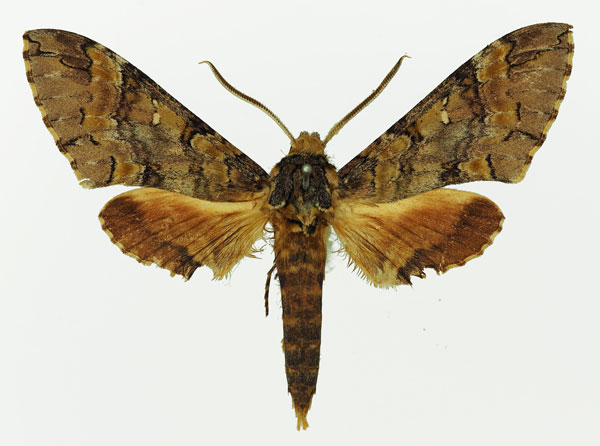 /filer/webapps/moths/media/images/C/circe_Callosphingia_AM_Basquin_01.jpg