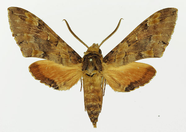/filer/webapps/moths/media/images/C/circe_Callosphingia_AM_Basquin_02.jpg