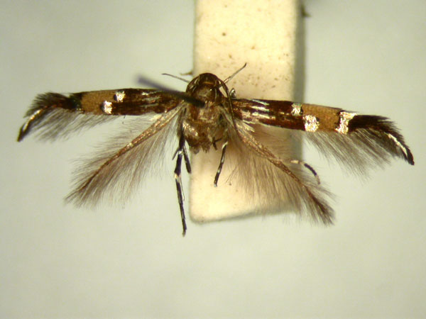 /filer/webapps/moths/media/images/C/circe_Cosmopterix_HT871_TMSA_01.jpg