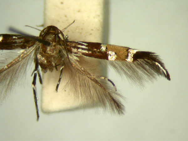 /filer/webapps/moths/media/images/C/circe_Cosmopterix_HT871_TMSA_02.jpg