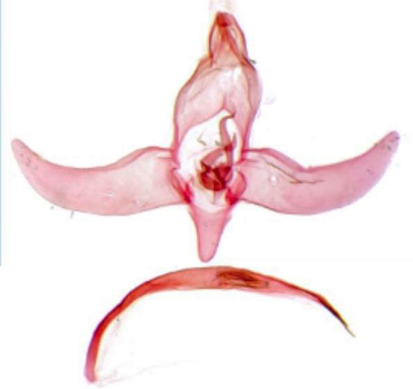 /filer/webapps/moths/media/images/C/circuliella_Protolychnis_GMHT_Agassiz.jpg