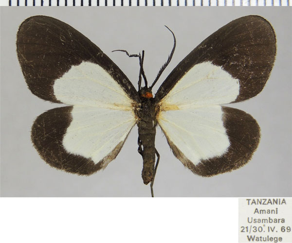 /filer/webapps/moths/media/images/C/circumcincta_Terina_AF_ZSM.jpg
