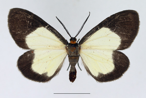 /filer/webapps/moths/media/images/C/circumcincta_Terina_AM_TMSA_01.jpg