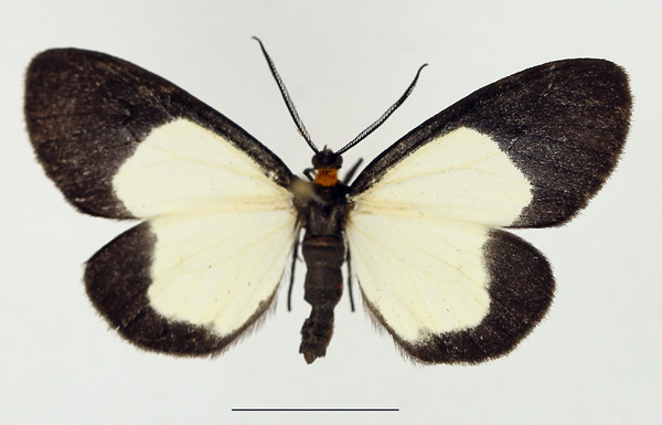 /filer/webapps/moths/media/images/C/circumcincta_Terina_AM_TMSA_02.jpg
