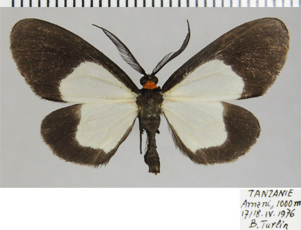 /filer/webapps/moths/media/images/C/circumcincta_Terina_AM_ZSMa.jpg