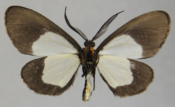 /filer/webapps/moths/media/images/C/circumcincta_Terina_AM_ZSMb.jpg