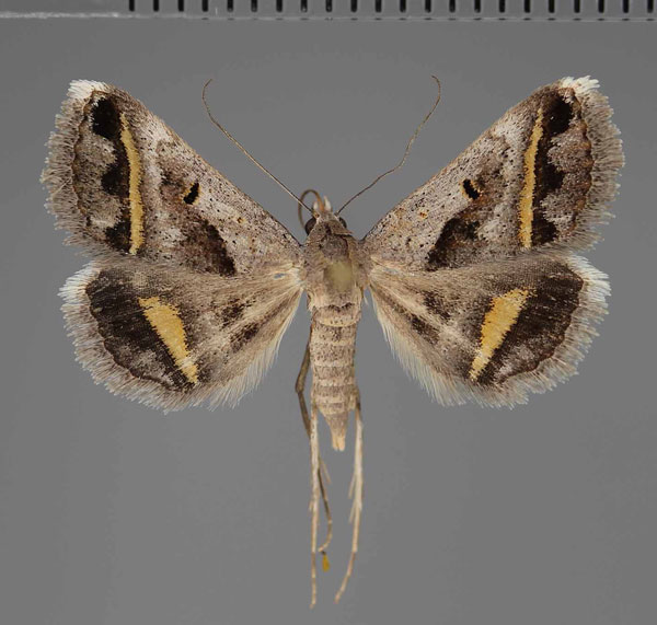 /filer/webapps/moths/media/images/C/circumdata_Acantholipes_AF_Fiebig.jpg