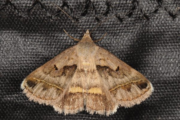 /filer/webapps/moths/media/images/C/circumdata_Acantholipes_A_Heyns_01.JPG