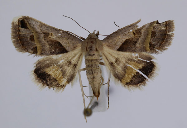 /filer/webapps/moths/media/images/C/circumdata_Acantholipes_A_JMonks_01.jpg