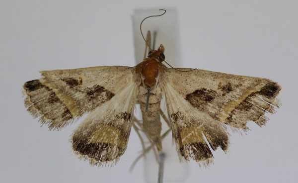 /filer/webapps/moths/media/images/C/circumdata_Acantholipes_A_JMonks_02.jpg