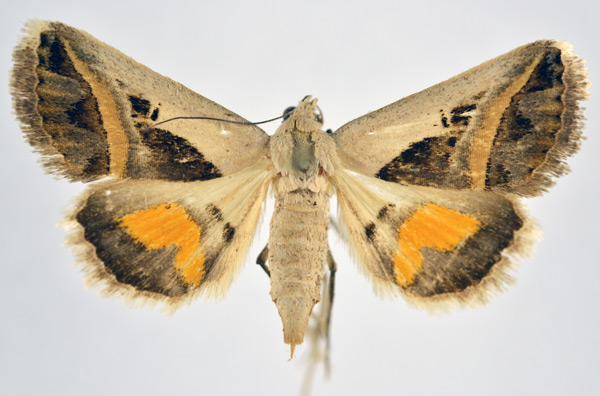 /filer/webapps/moths/media/images/C/circumdata_Acantholipes_A_NHMO_01.jpg