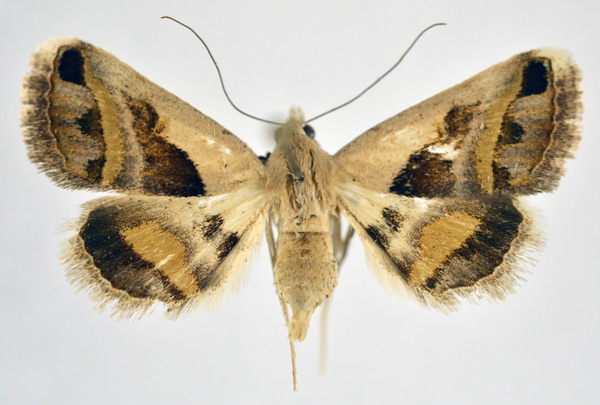 /filer/webapps/moths/media/images/C/circumdata_Acantholipes_A_NHMO_02.jpg