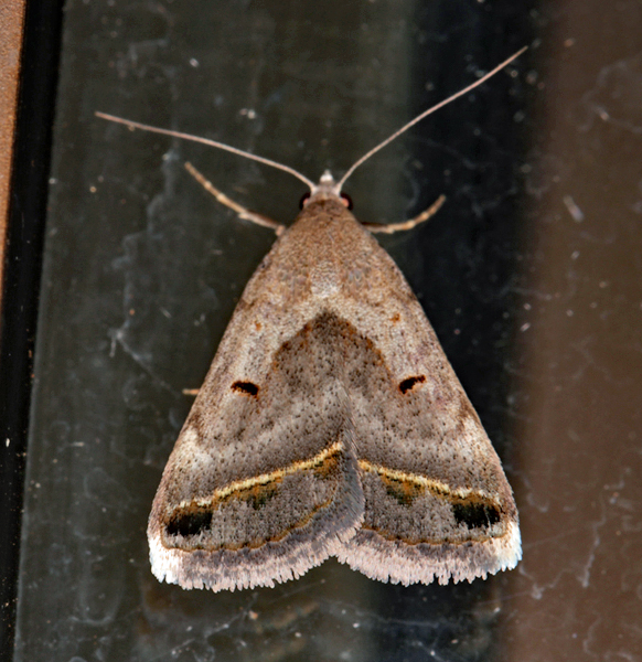 /filer/webapps/moths/media/images/C/circumdata_Acantholipes_A_Roland_01.jpg