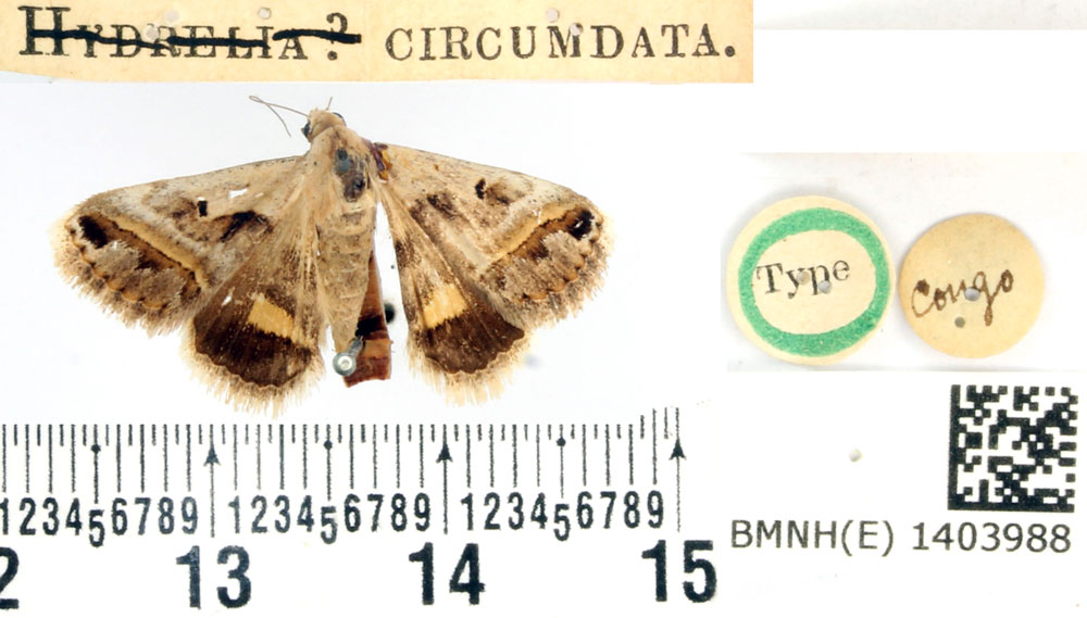 /filer/webapps/moths/media/images/C/circumdata_Hydrelia_HT_BMNH.jpg