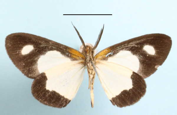 /filer/webapps/moths/media/images/C/circumdata_Terina_A_MGCLb_01.JPG