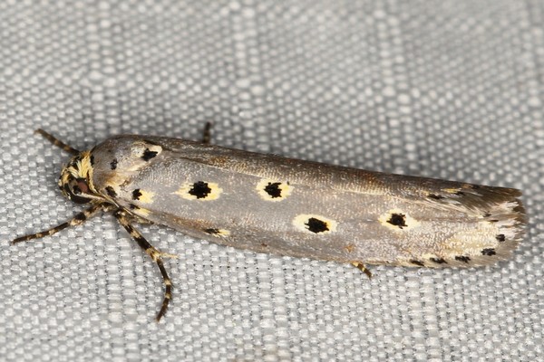 /filer/webapps/moths/media/images/C/circumdatellus_Ethmia_A_Heyns_01.JPG