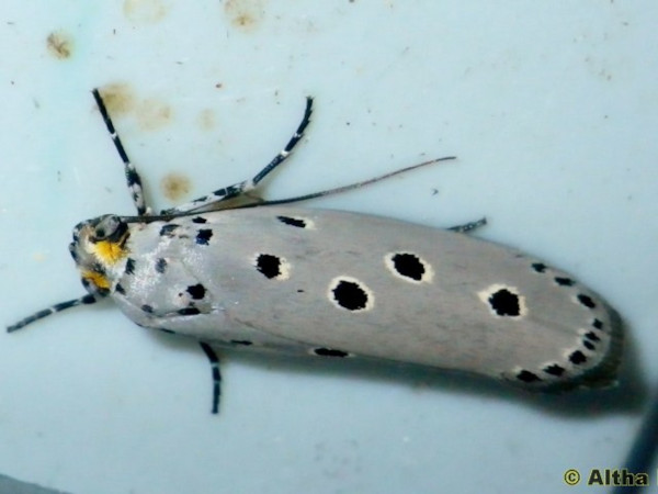 /filer/webapps/moths/media/images/C/circumdatellus_Ethmia_A_Liebenberg.jpg