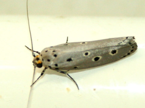 /filer/webapps/moths/media/images/C/circumdatellus_Ethmia_A_Sydes.jpg
