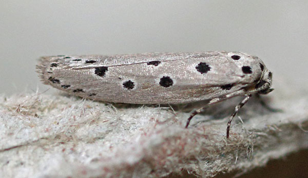 /filer/webapps/moths/media/images/C/circumdatellus_Ethmia_A_Voaden.jpg