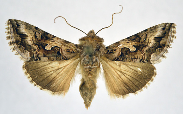 /filer/webapps/moths/media/images/C/circumflexa_Cornutiplusia_AF_NHMO.jpg