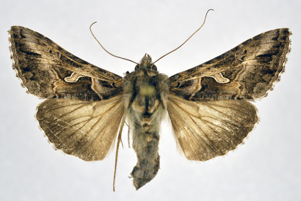 /filer/webapps/moths/media/images/C/circumflexa_Cornutiplusia_AM_NHMO.jpg