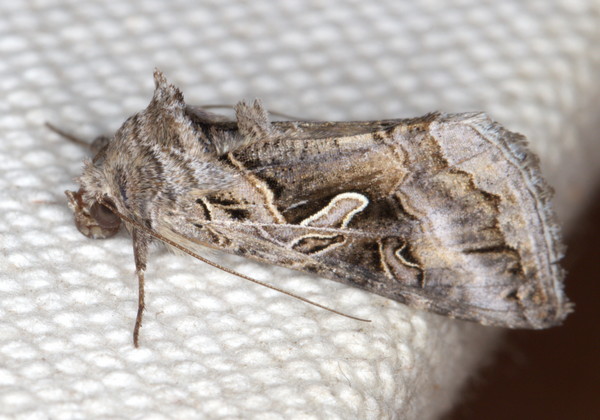 /filer/webapps/moths/media/images/C/circumflexa_Cornutiplusia_A_Heyns_01.jpg