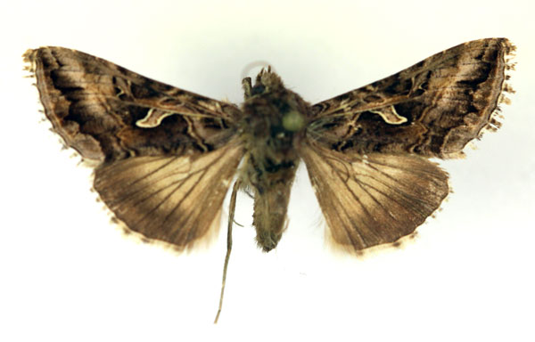 /filer/webapps/moths/media/images/C/circumflexa_Cornutiplusia_A_RMCA.jpg