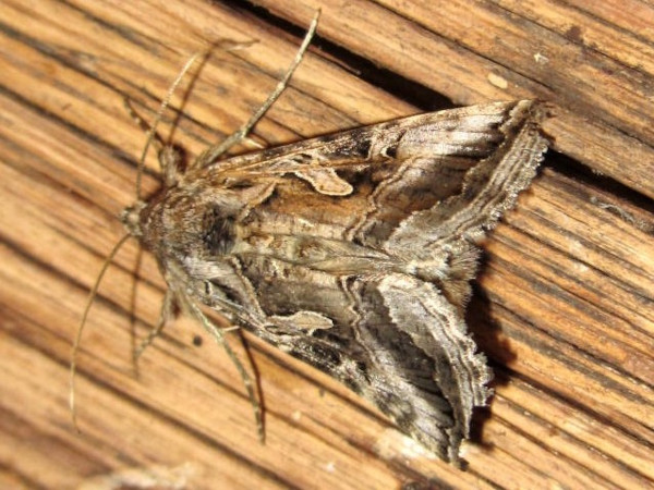 /filer/webapps/moths/media/images/C/circumflexa_Cornutiplusia_A_Sydes.jpg