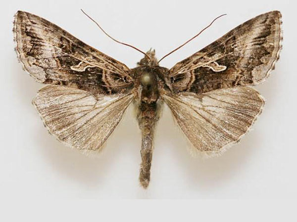 /filer/webapps/moths/media/images/C/circumflexa_Syngrapha_A_Goff.jpg