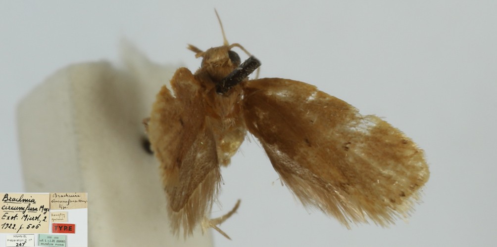 /filer/webapps/moths/media/images/C/circumfusa_Brachmia_FLT_MNHN.jpg