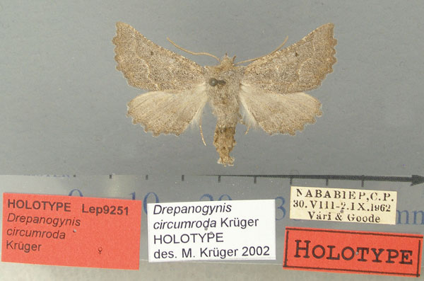 /filer/webapps/moths/media/images/C/circumroda_Drepanogynis_HT_TMSA.jpg