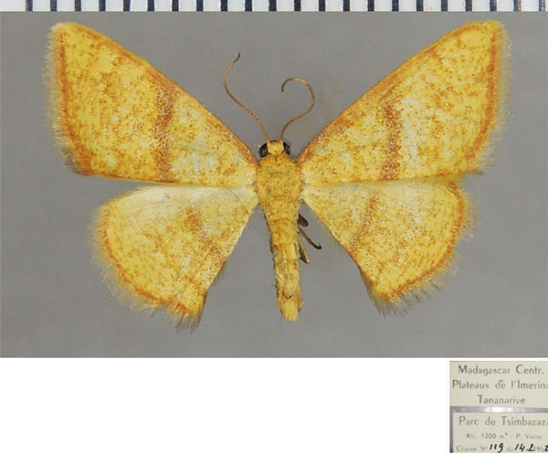 /filer/webapps/moths/media/images/C/circumrubrata_Heterostegane_AM_ZSM.jpg