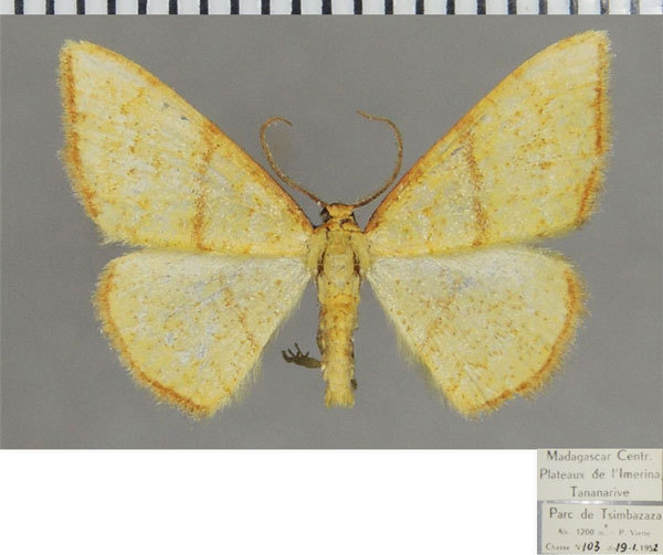 /filer/webapps/moths/media/images/C/circumrubrata_Heterostegane_AM_ZSMa.jpg