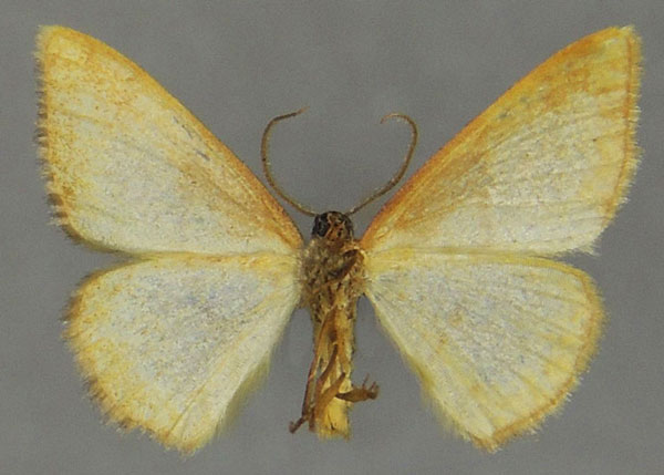 /filer/webapps/moths/media/images/C/circumrubrata_Heterostegane_AM_ZSMb.jpg