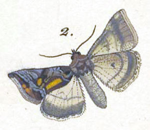 /filer/webapps/moths/media/images/C/circumscripta_Plusia_HT_Freyer_23-2.jpg