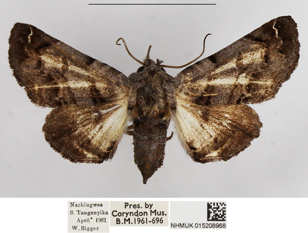 /filer/webapps/moths/media/images/C/cistellatrix_Eutelia_AF_NHMUK.jpg