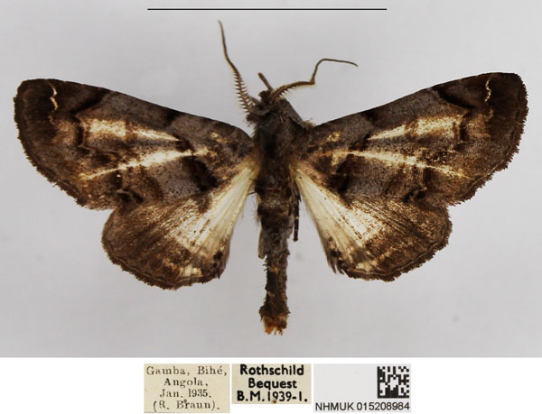 /filer/webapps/moths/media/images/C/cistellatrix_Eutelia_AM_NHMUK.jpg