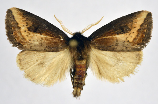 /filer/webapps/moths/media/images/C/citana_Utidaviana_AM_NHMO.jpg