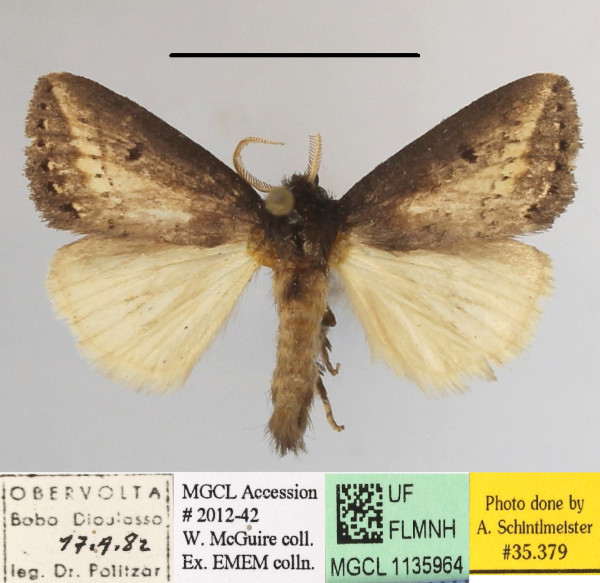 /filer/webapps/moths/media/images/C/citana_Utidaviana_A_MGCLa_01.JPG