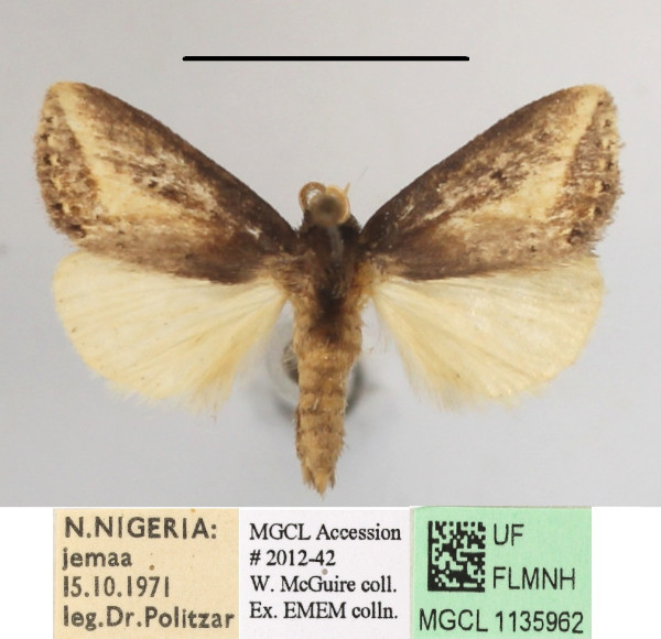 /filer/webapps/moths/media/images/C/citana_Utidaviana_A_MGCLa_02.JPG