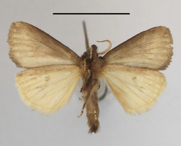 /filer/webapps/moths/media/images/C/citana_Utidaviana_A_MGCLb_01.JPG