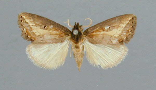 /filer/webapps/moths/media/images/C/citana_Utidaviana_A_RMCA.jpg