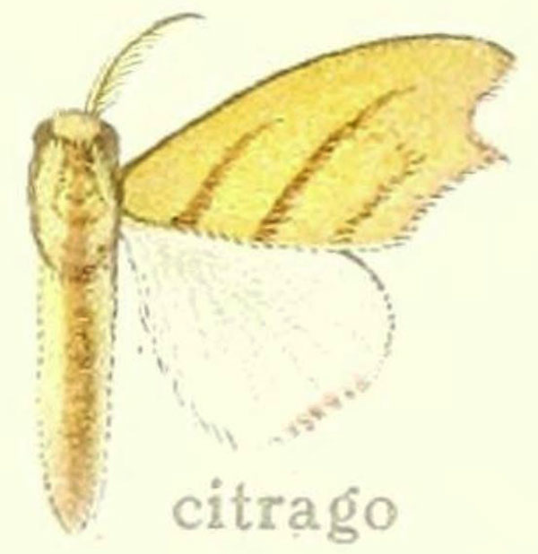 /filer/webapps/moths/media/images/C/citrago_Lomadonta_HT_Hering_28c.jpg