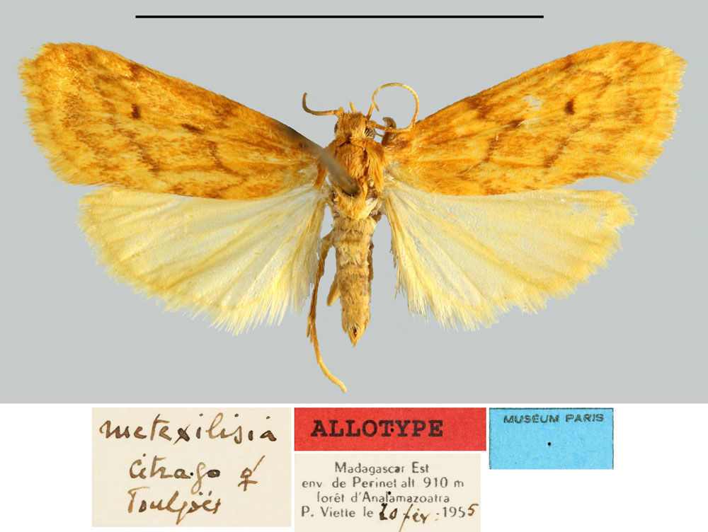 /filer/webapps/moths/media/images/C/citrago_Metexilisia_AT_MNHN.jpg