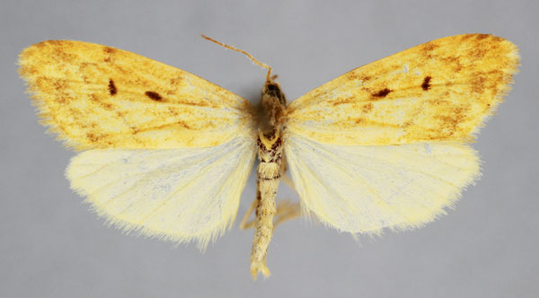 /filer/webapps/moths/media/images/C/citrago_Metexilisia_PT_BMNH.jpg